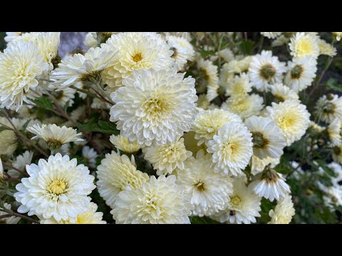 Видео: Осінь в розпалі, а роботи не меншає  🍂