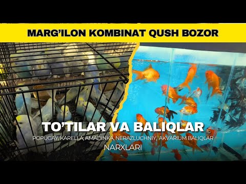 Видео: МАРҒИЛОН КОМБИНАТ ҚУШ БОЗОР | ПОПУГАЙ, КАРЕЛЛА, АМАДИНКА, НЕРАЗЛУЧНИЙ  ВА АКВАРИУМ БАЛИҚЛАР НАРХЛАРИ