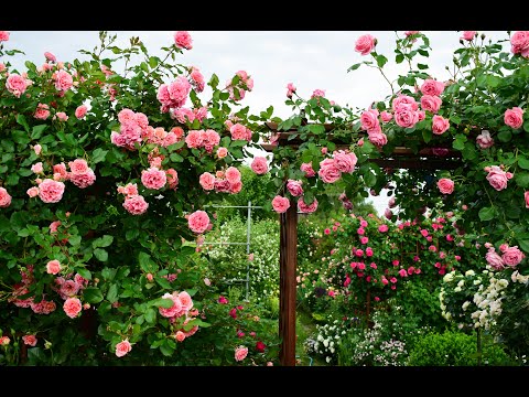 Видео: Как создать красивый розарий