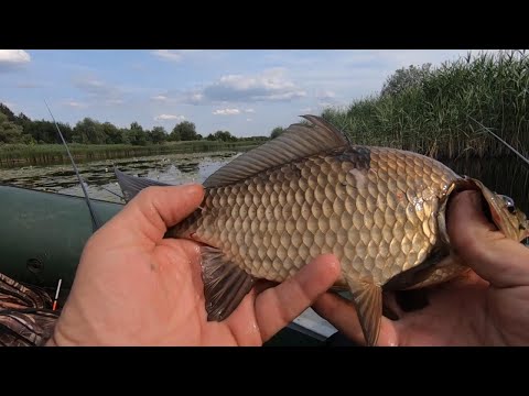 Видео: вечірня рибалка карась краснопірка