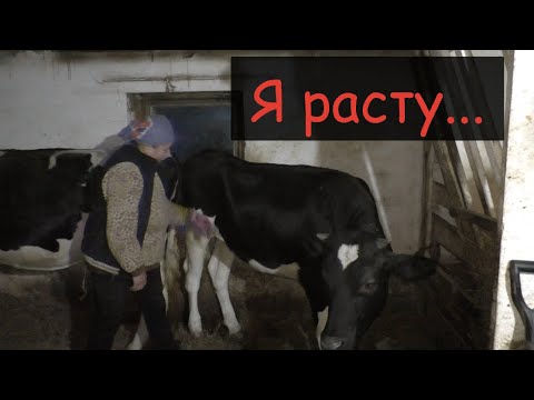 Видео: Как вырастить телку на корову/Рацион кормления нашей годовалой телки/Когда покрывать/