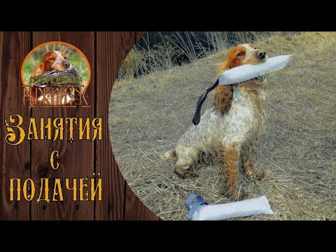 Видео: СПАНИЕЛЬ. КАК ЗАНИМАТЬСЯ АППОРТИРОВКОЙ И ПОДАЧЕЙ.
