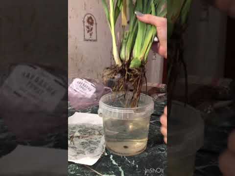 Видео: Пересадка мильтонии