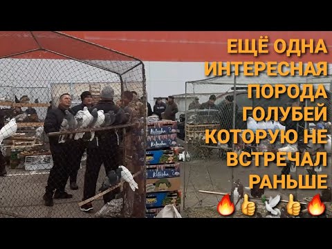 Видео: 🔥🔥🔥 Ещё одна интересная порода голубей, которую раньше не встречал. 🕊🕊🕊 Ярмарка голубей в Саратове.