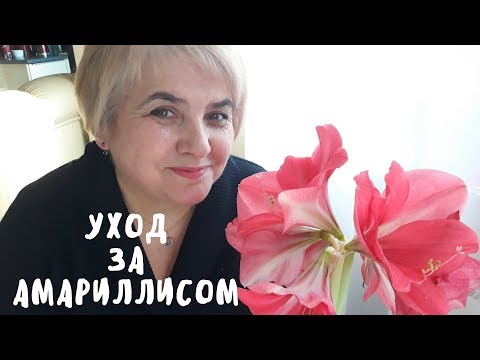 Видео: Правильный уход за амариллисом. Мои цветы. Мой опыт.