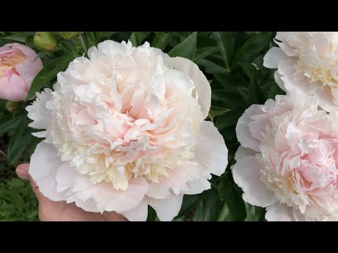 Видео: Любите ли вы пионы? До и после ливня. Клумба с пионами. Пион Бартзелла