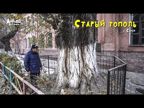 Видео: Старый тополь...