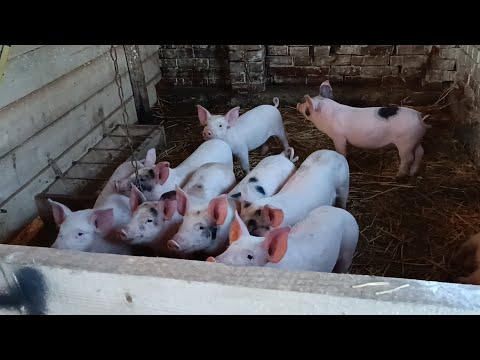 Видео: 🔊🥁Годівля наших свиней🔥👍 вечірній обхід 🐷