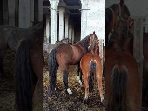 Видео: Молодой жеребец осваивает табун.