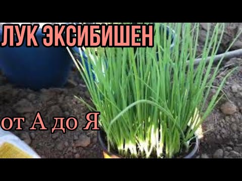 Видео: Лук Эксибишен от посева до сбора урожая . Рассада лука без пикировки.