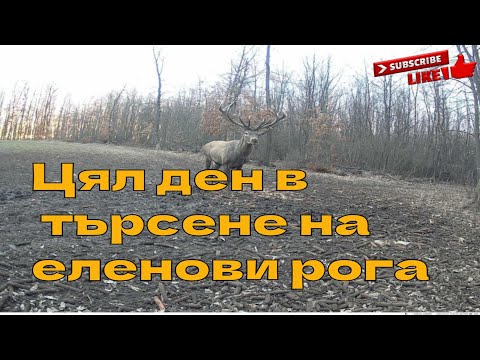 Видео: Цял ден в търсене на еленови рога