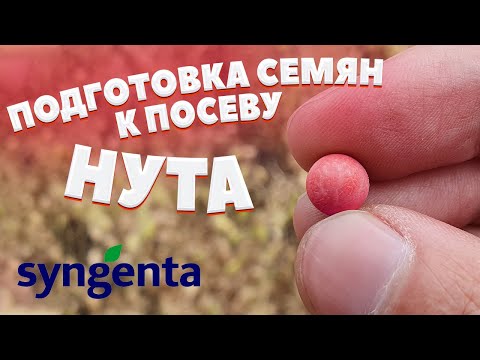 Видео: НУТ | Особенности предпосевной подготовки и защиты семян нута | SYNGENTA | Часть 1 |