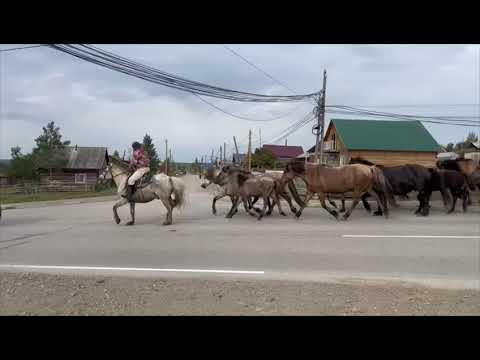 Видео: Завораживающее зрелище лошадей в Якутии😍