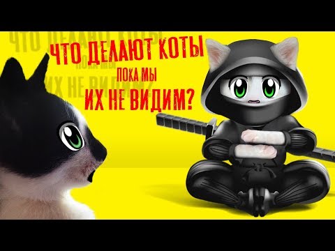 Видео: 24 ЧАСА с КОТАМИ ЧЕЛЛЕНДЖ! Что делают МУРКА и БАФФИ в 3 ЧАСА НОЧИ