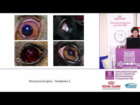 Видео: Кузьмина М. М. - Лимфома как дифференциальный диагноз у пациента офтальмолога