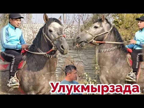 Видео: Легендарный Шрам улакта Акча сана✊️