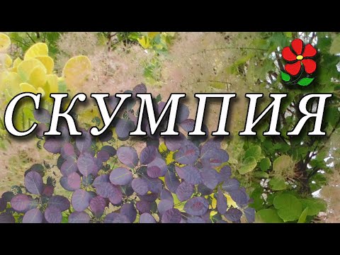 Видео: Скумпия кожевенная.