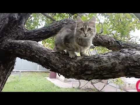 Видео: Осенний день с Муркой.