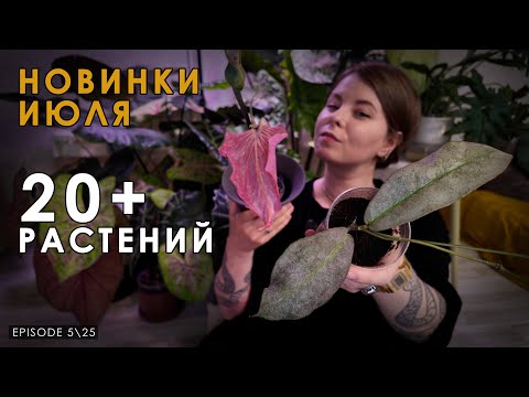 Видео: Обзор новых растений в моей коллекции за ИЮНЬ 2025