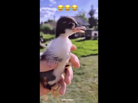 Видео: Ко-ко или кря-кря🐥