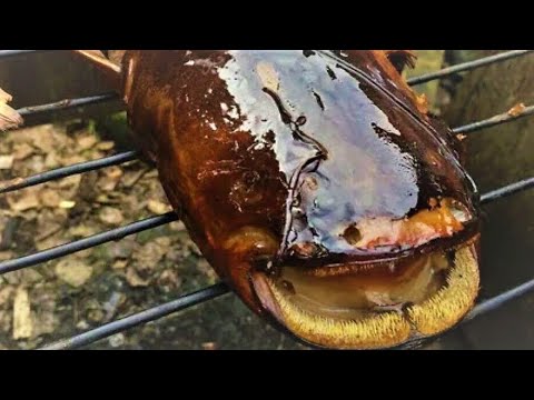 Видео: Головы Сома Горячего Копчения/Как Закоптить Рыбу/Отличная Закуска к Пиву/Просто, Дешево и Вкусно