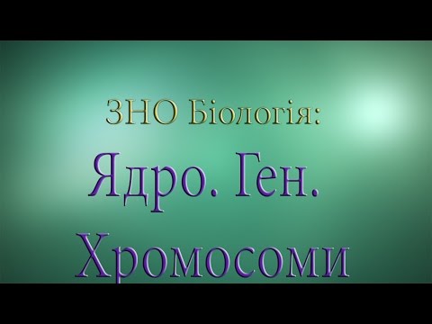 Видео: ЗНО Біологія  Ядро  Ген  Хромосоми