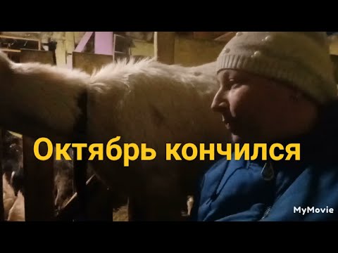 Видео: 31.10.2024. Козы ах эти козы