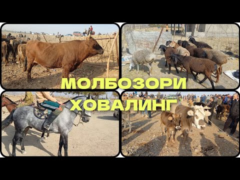 Видео: МОЛБОЗОРИ ХОВАЛИНГ 19.10.2025