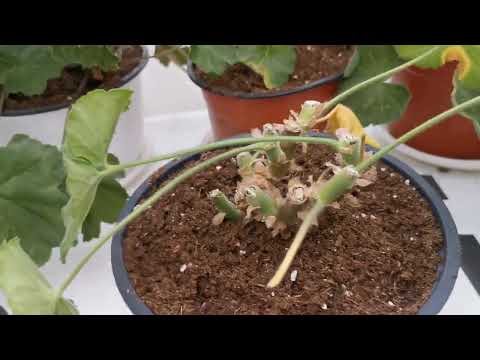 Видео: Пеларгонии после обрезки и замены грунта, спустя 10 дней.