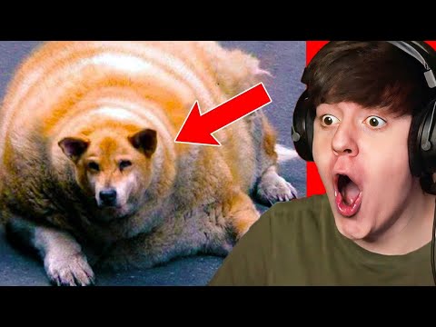 Видео: СОБАКА ТЕРЯЕТ БОЛЕЕ 100 ФУНТОВ