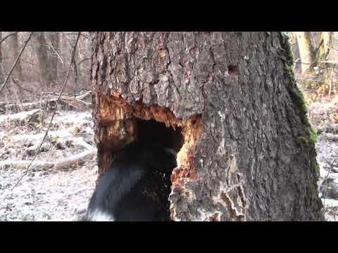 Видео: Охота на куницу или когда стрелковое мастерство не имеет значения