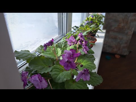 Видео: Пересаживаю трейлерные фиалки.