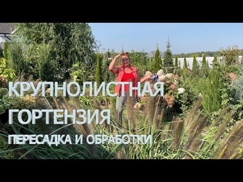 Видео: КРУПНОЛИСТНАЯ ГОРТЕНЗИЯ: ПЕРЕСАДКА И УХОД | Гортензия в кашпо