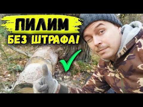 Видео: О заготовке ДРОВ, Закон о "валежнике". Быстрые ответы на сложные вопросы. Без штрафов и проблем