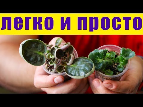 Видео: Такого ВЫ ЕЩЕ НЕ ВИДЕЛИ! ПЕРЕСАДКА НУ ОЧЕНЬ НЕОБЫЧНЫХ ДЕТОК ФИАЛКИ!