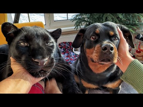 Видео: Пантера Луна пробралась в тайную комнату😂 Случайно напугали спящего леопарда🙈