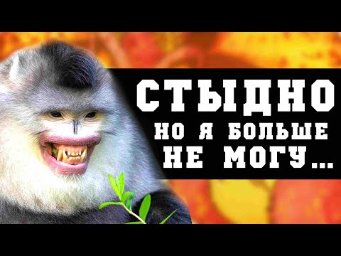 Видео: Я СДАЛАСЬ.