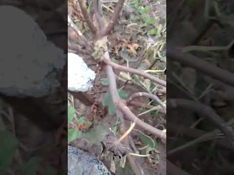 Видео: Инжир выращивание в открытом грунте .6-5 летний инжир .Никополь 14.10.23