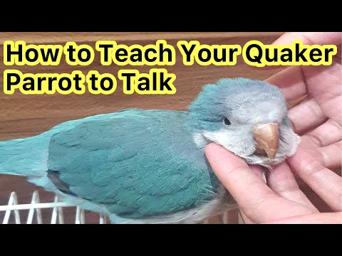 Видео: Как научить попугая-квакера говорить | Говорящий попугай #попугаи
