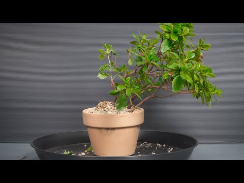 Видео: Изготовление бонсай из питомника - 4