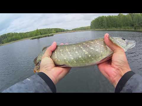Видео: Щука осенью. Воблер составник на высоте .