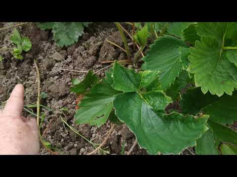 Видео: Как правильно вырастить усы  клубники ?Способы выращивания усов клубники. .