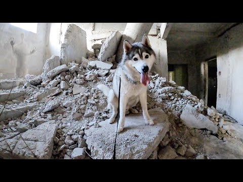 Видео: ХАСКИ ПРОНИК В ЗАБРОШЕННЫЙ ГОРОД ПРИЗРАК / ужас собаки видит мистику на заброшке