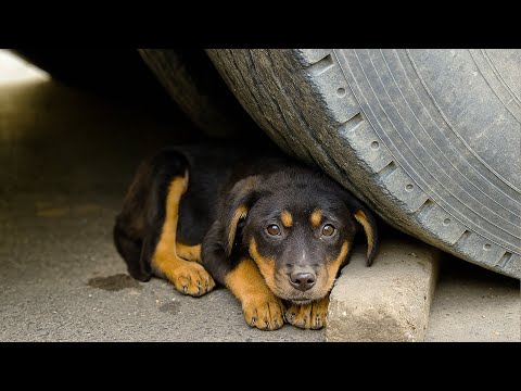 Видео: Брошенный щенок дрожал под колесом. "У меня семья, я не могу тебя взять..." — и тут щенок заскулил..