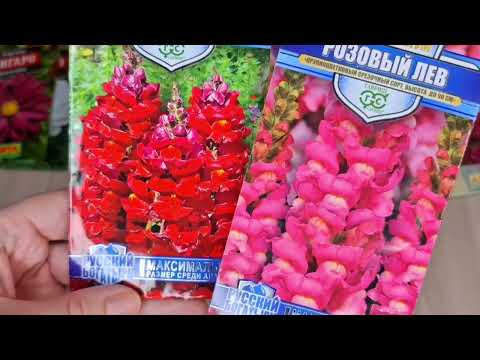 Видео: Обзор семян цветов на 2025 год.