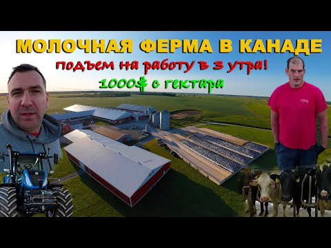 Видео: Сколько зарабатывают на молочной ферме в Канаде. Квоты, субсидии, техника, Koch Farm, Онтарио