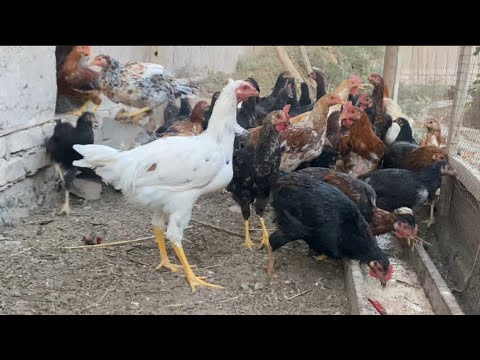 Видео: ☎️ 77 224 07 64 ЯНГИ ПАРТИЯ ТУХУМГА ТАЙЙОР ТОВУК ВА ХОРОЗЛАР СОТИЛАДИ ШОШИЛИНГ ЗУРЛАРИДАН 