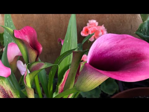 Видео: Калла гуллари