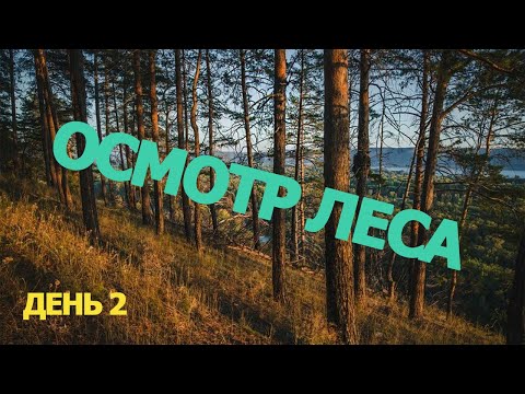 Видео: ОСМОТР ЛЕСА С АУКЦИОНА || ДЕНЬ 2