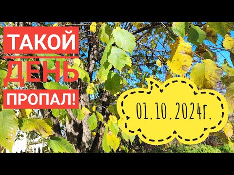 Видео: Дом-дача работаем параллельно#влог#огород#сибирь#дача₽#жизнь#сад#garden#я#заготовкиназиму